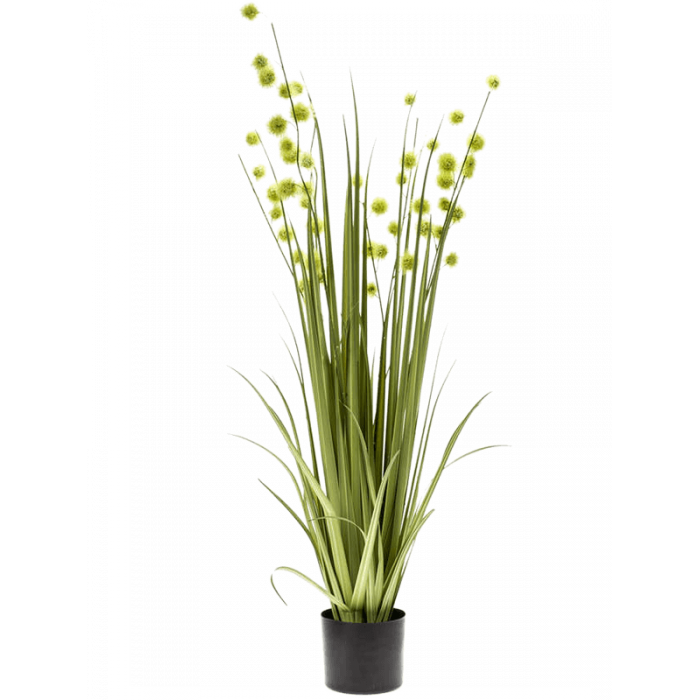 grass-pompom-120m_1336217878