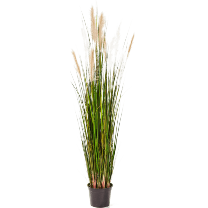 grass-reed-120cm_1446421611