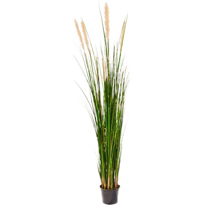 grass-reed-180cm_1288768113