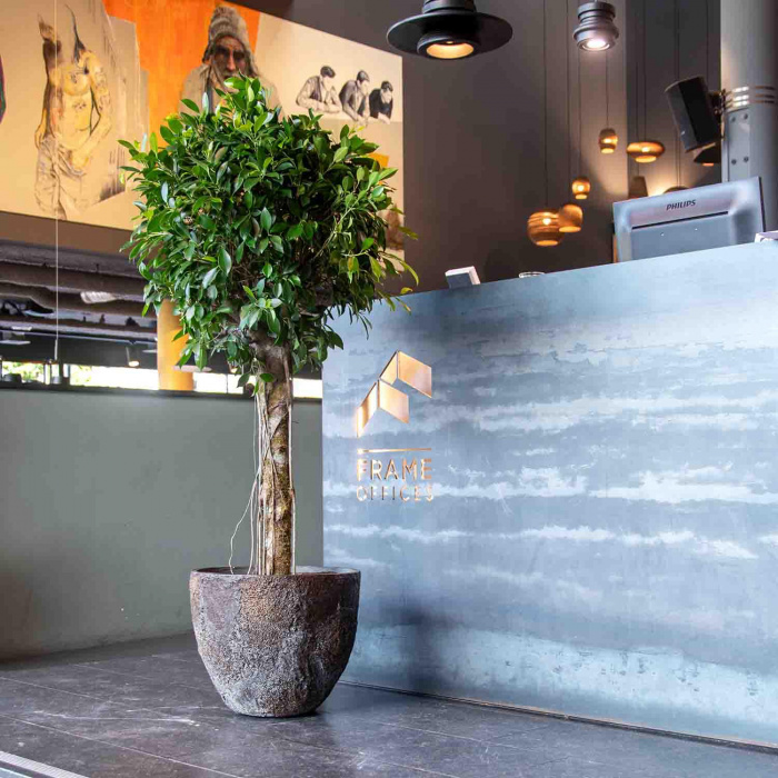 jesslyn-imperial-brown2_1705734959