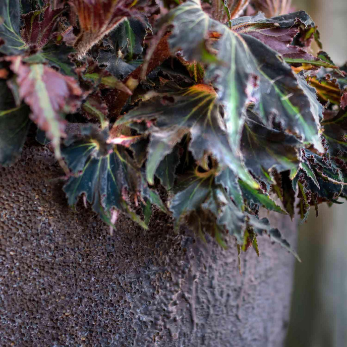 jesslyn-imperial-brown3_630432043