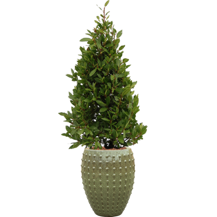 laos_keramia_kaspo_44x55_cm_green_2_579720494