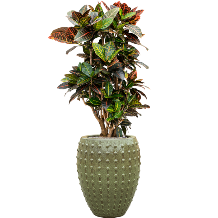 laos_keramia_kaspo_44x55_cm_green_croton_1334266357