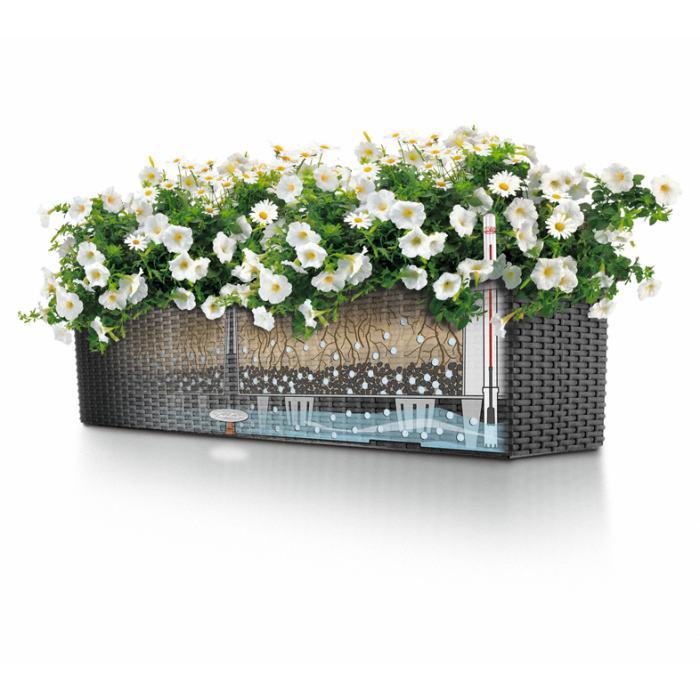 lechuza-balconera_1804343951