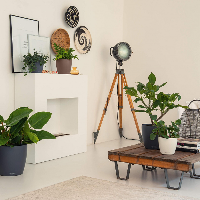 lechuza-classico-color3