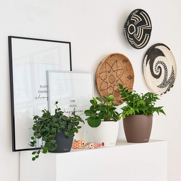 lechuza-classico-color4_1702116893