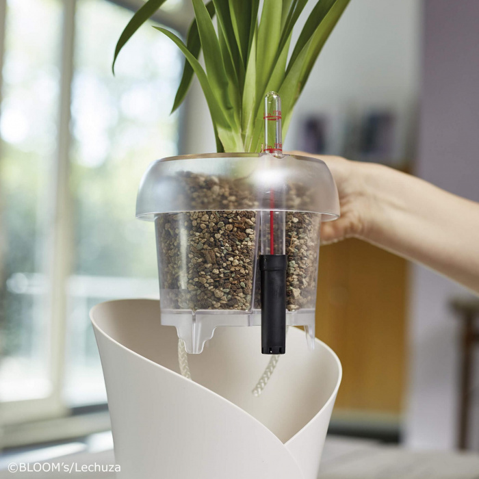 lechuza_orchidpon_1357609631