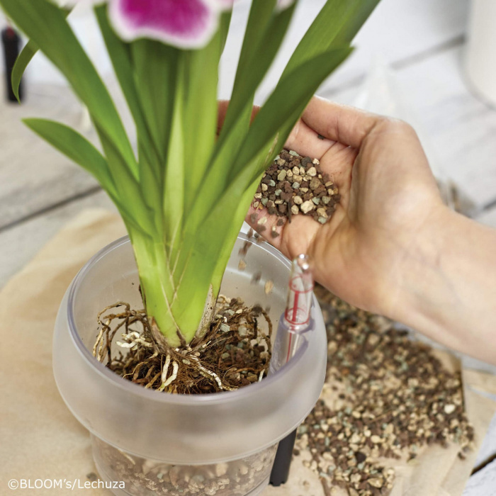 lechuza_orchidpon_3_486697110