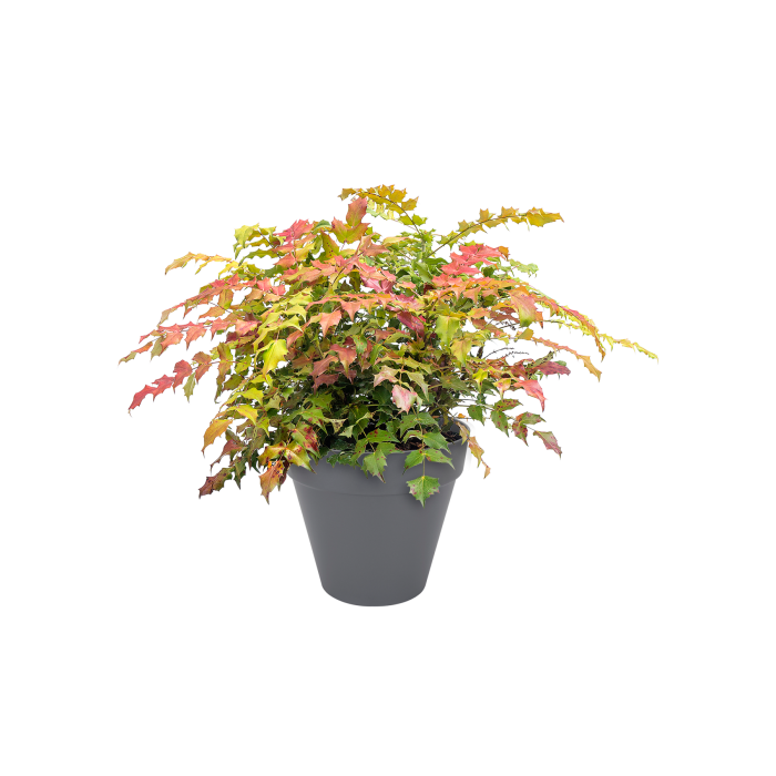 lofturbanroundanthraciteleucothoe_c1_2075073374