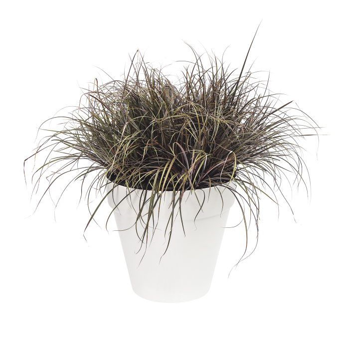 lofturbanroundwhiteophiopogonpotplantcombination_1721439206