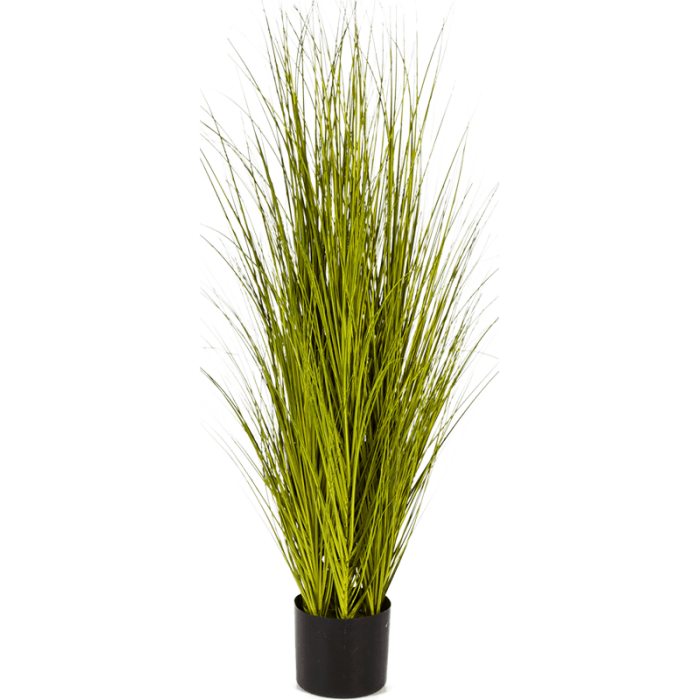 miscanthus-gold-grass-105cm_912848526