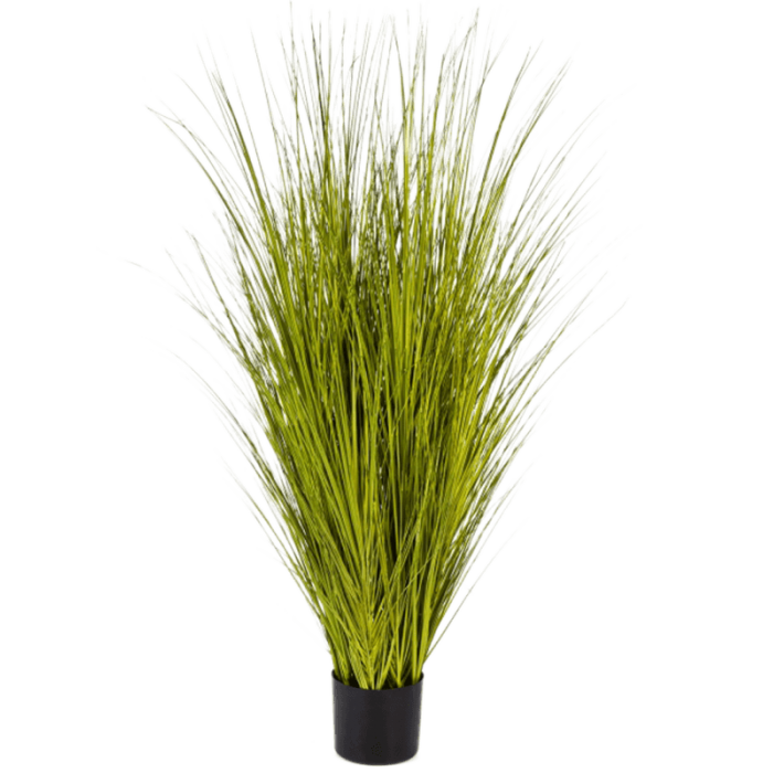 miscanthus-gold-grass-125cm_332099313