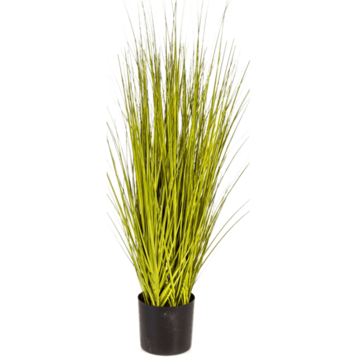 miscanthus-gold-grass-85cm_1025726659