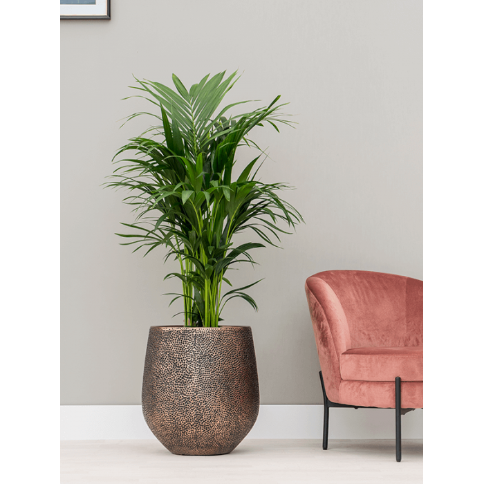 opus-hit-darcy-gold-kentia_1516178657