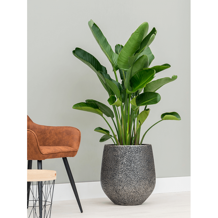 opus-hit-darcy-silver-plant_1572557159