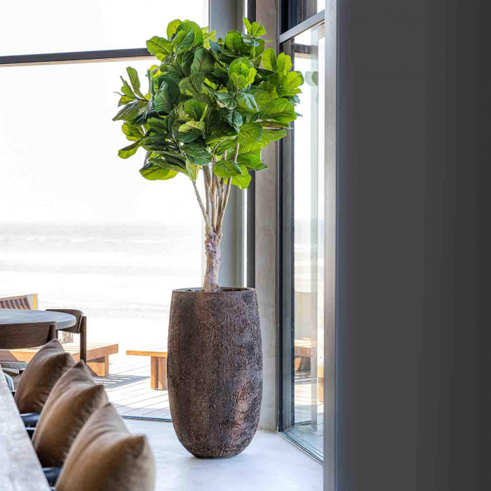 oyster-belon-l-imperial-brown2_1187312226