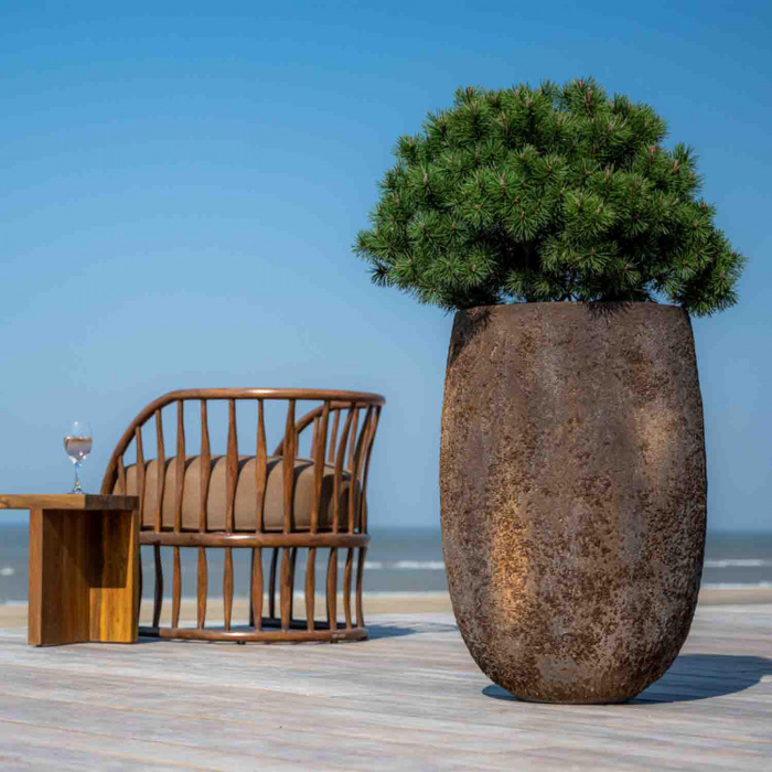 oyster-belon-l-imperial-brown4_1952432492