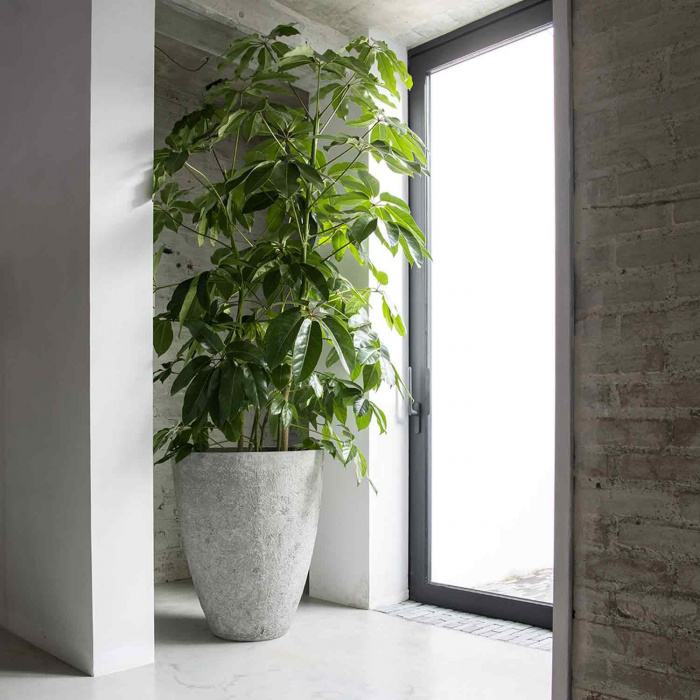 oyster-brend-imperial-white_1348521997