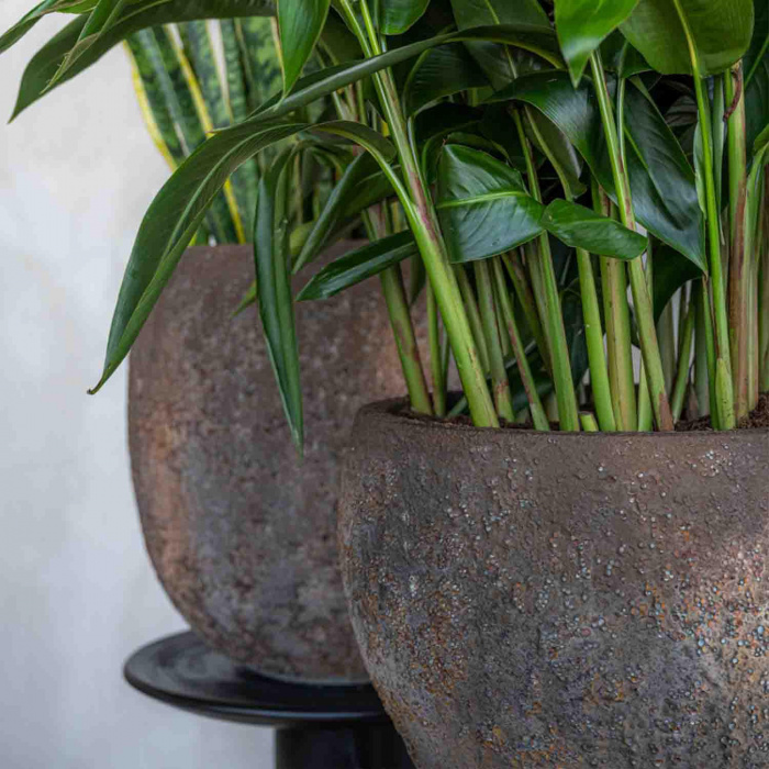 oyster-claire-imperial-brown2_1625173783