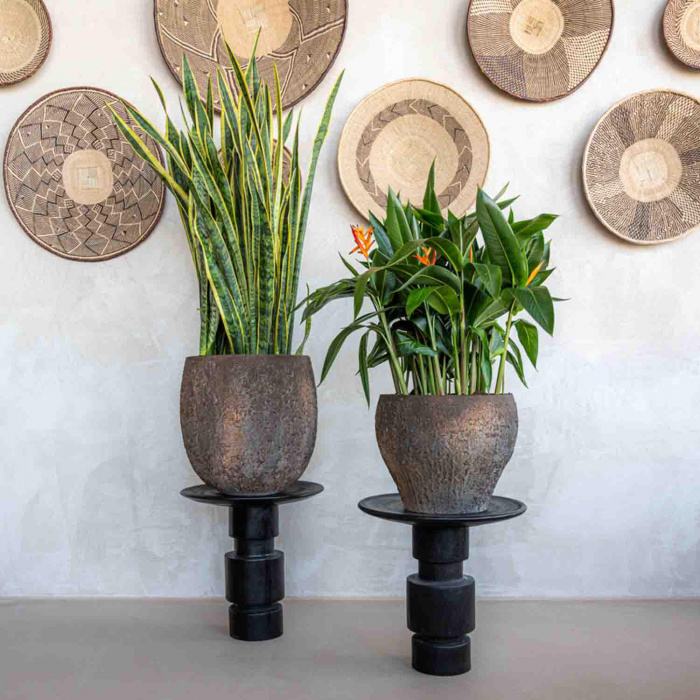 oyster-claire-imperial-brown_810430327