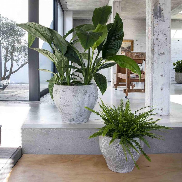 oyster-claire-imperial-white_180327199