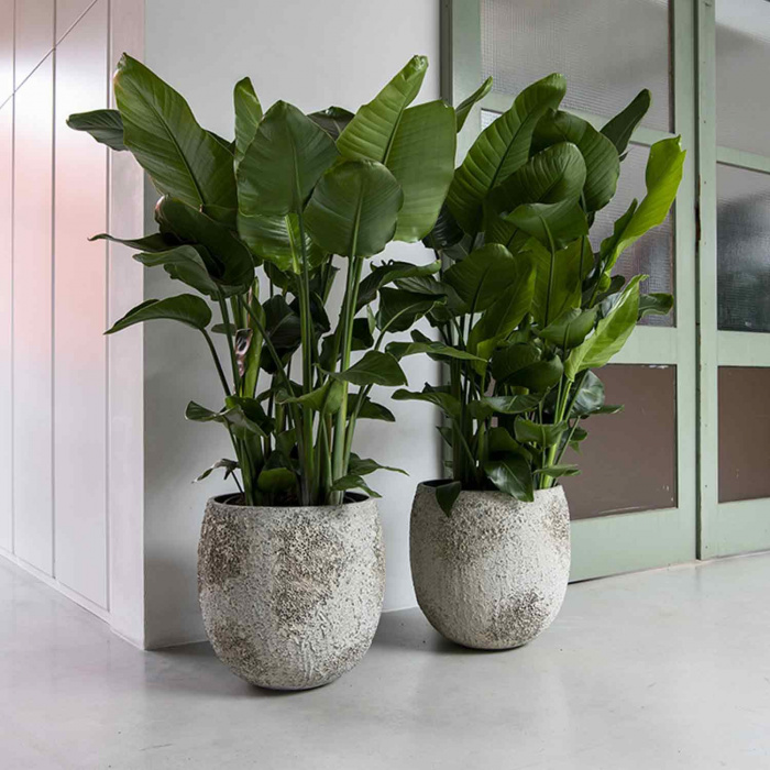 oyster-gillard-s-imperial-white