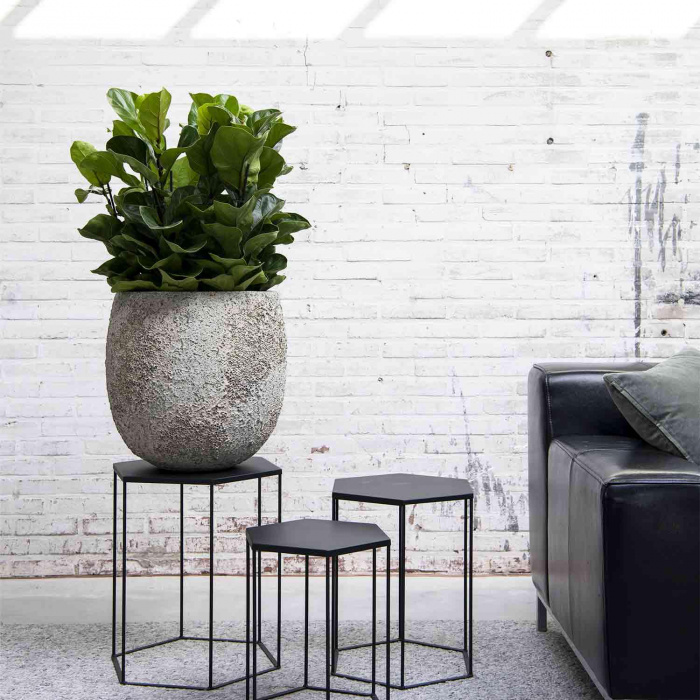 oyster-gillard-s-imperial-white2