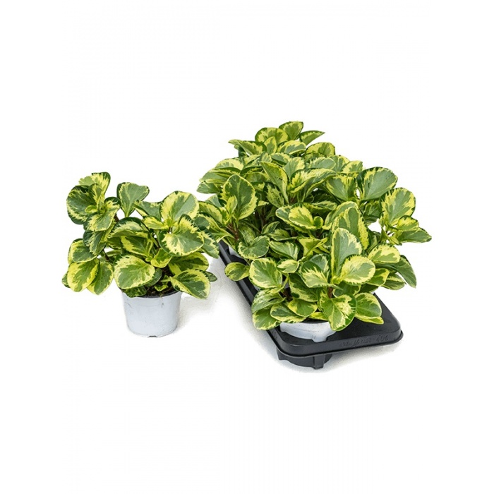 peperomia-obtusifolia-golden-gate