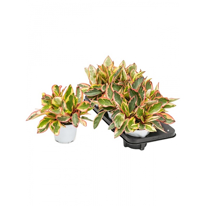 peperomia-obtusifolia-jeli_1260420150