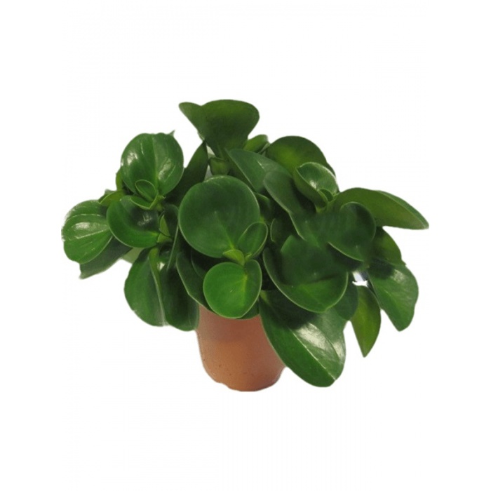 peperomia-obtusifolia