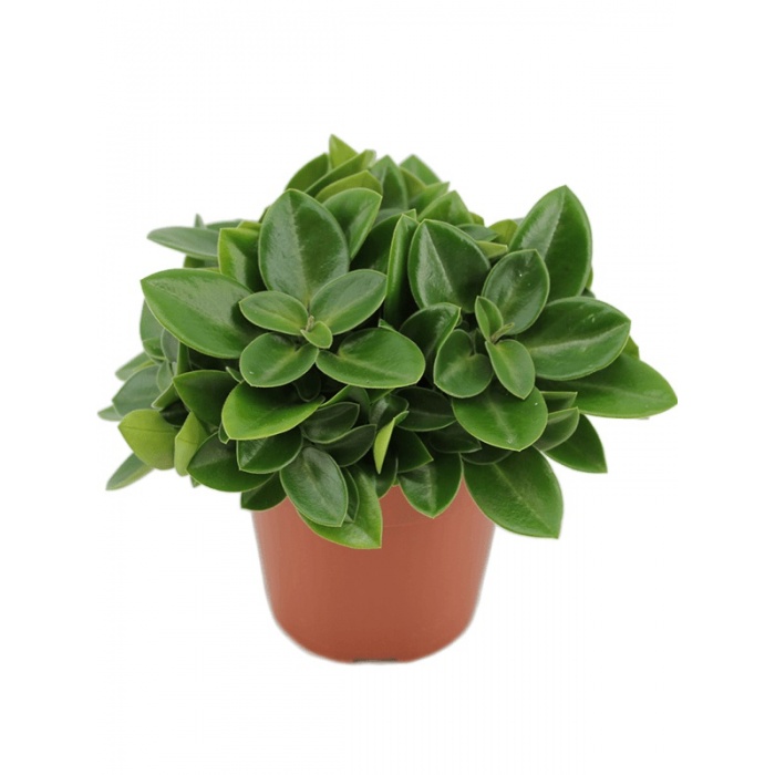 peperomia-pixie_890652872