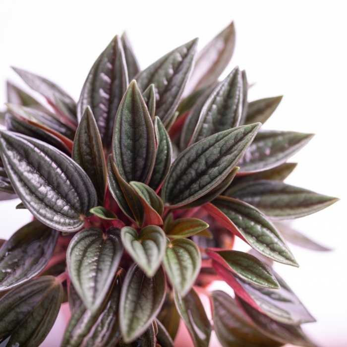 peperomia-rosso_2033470320