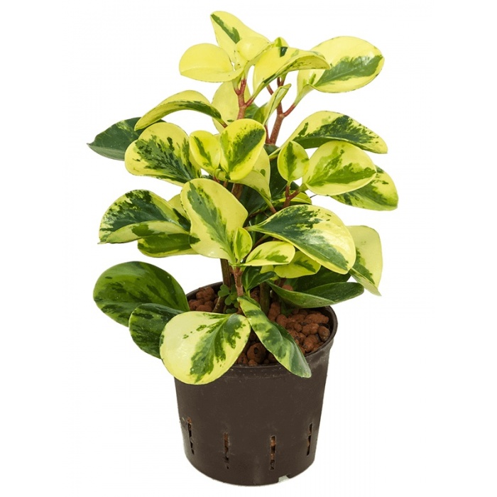 peperomia-usa_1067342292