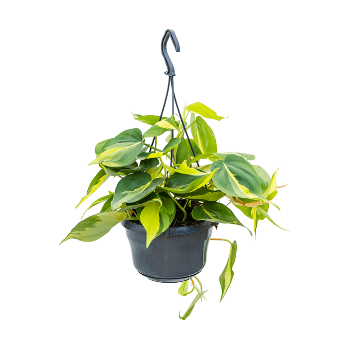 philodendron_brasil_akasztos