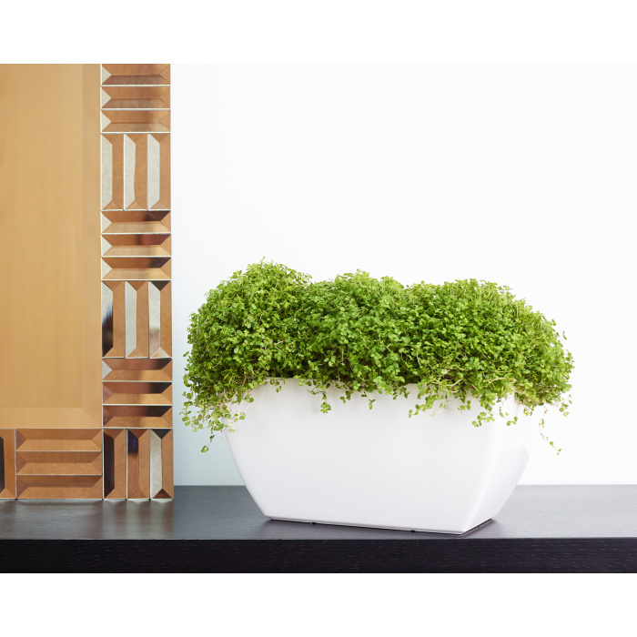 plastic-pot-recyclable-plantbox-white-indoor2_2010743194