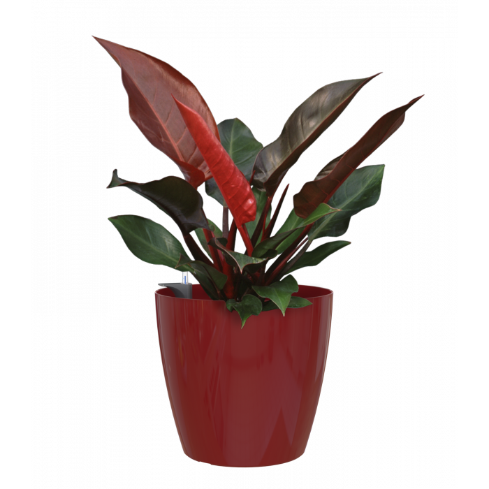 plastic-pot-recyclable-planter-glossy-indoor-dark-red-plant_1077927052
