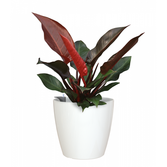 plastic-pot-recyclable-planter-glossy-indoor-white-plant-1_1478910127
