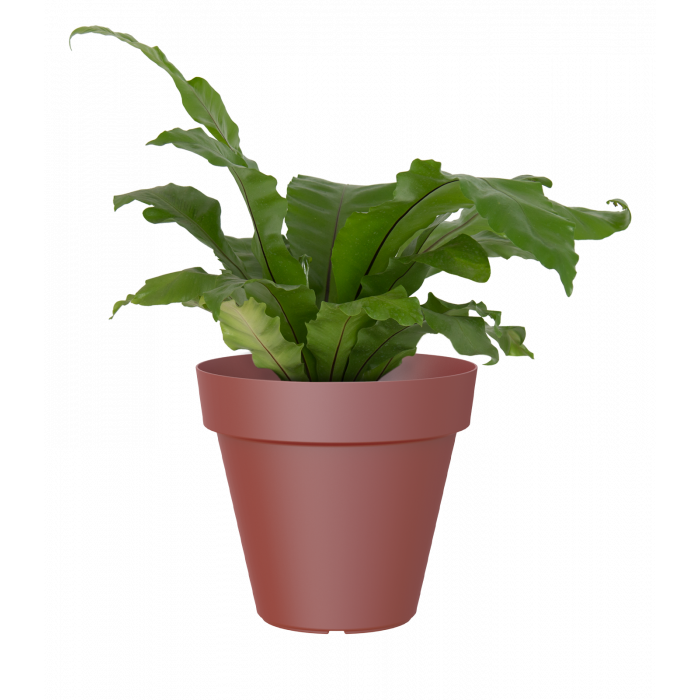 plastic-pot-recyclable-planter-red-plant_262034753