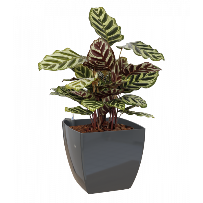 plastic-pot-recyclable-planter-square-anthracite-plant-sws