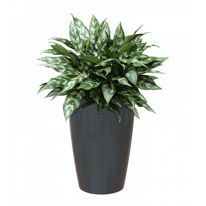 plastic-pot-recyclable-planter-tall-anthracite-plant-1_1974316795