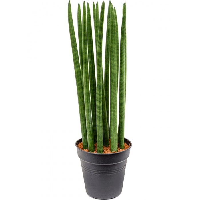 sansevieria-straight-21x70