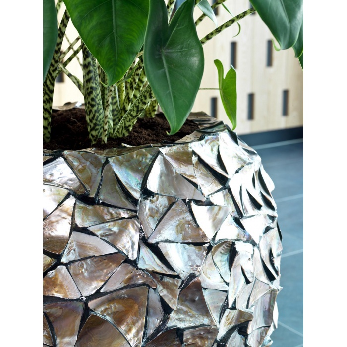 shell-kaspo-gyongyhazbarna-02