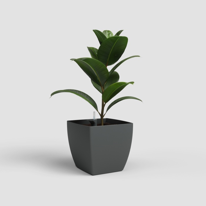 siena_onontozovel_antracit_ficus