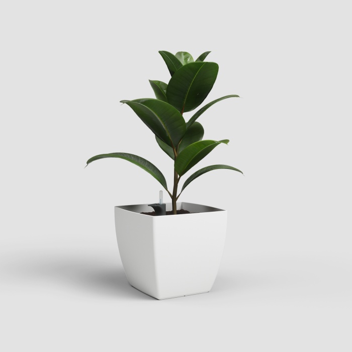 siena_onontozovel_ficus_421704250