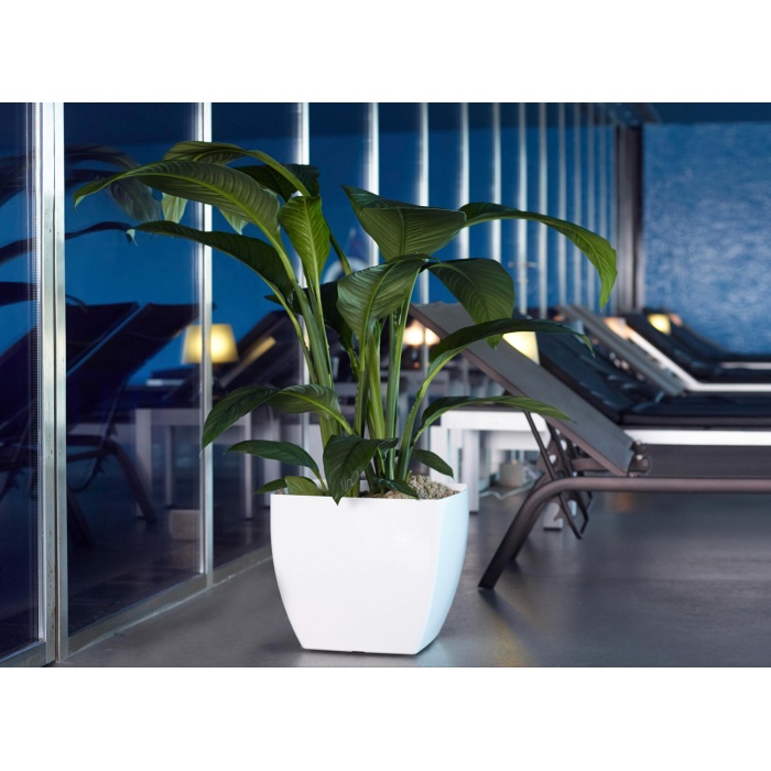 siena_onontozovel_vitorlavirag_1097155487