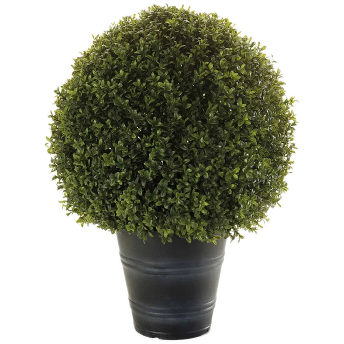 uv_allo_mubuxus_991131809