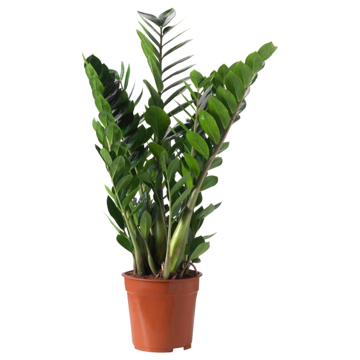 zamioculcas