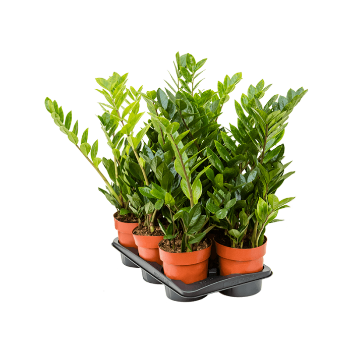 zamioculcas_zamiifolia_17_cs