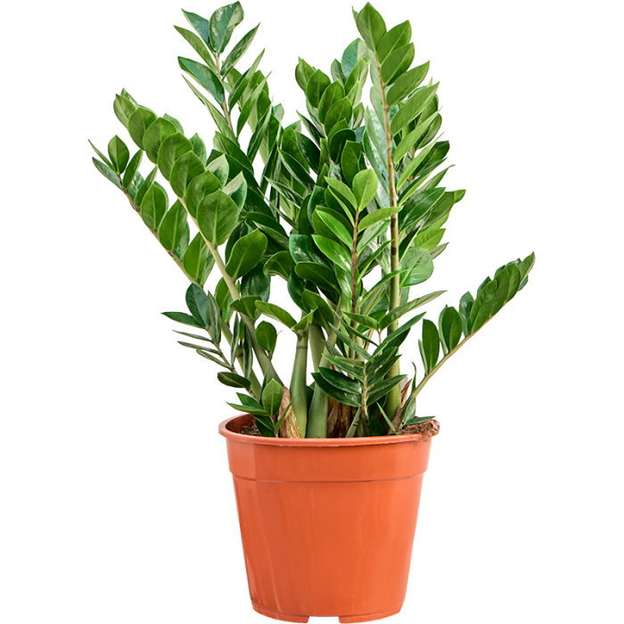zamioculcas_zamiifolia_27_cs